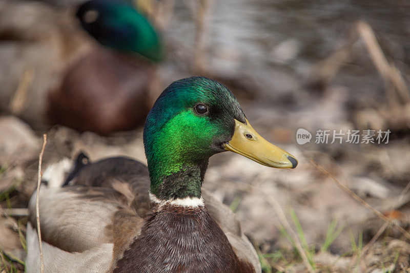 野鸭。(Anas platyrhynchos)。